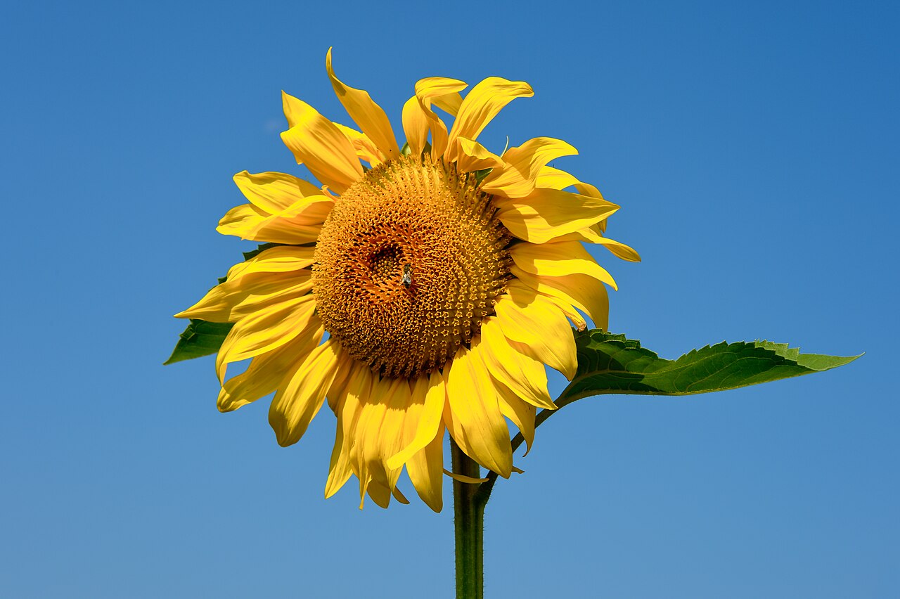 Helianthus annuus