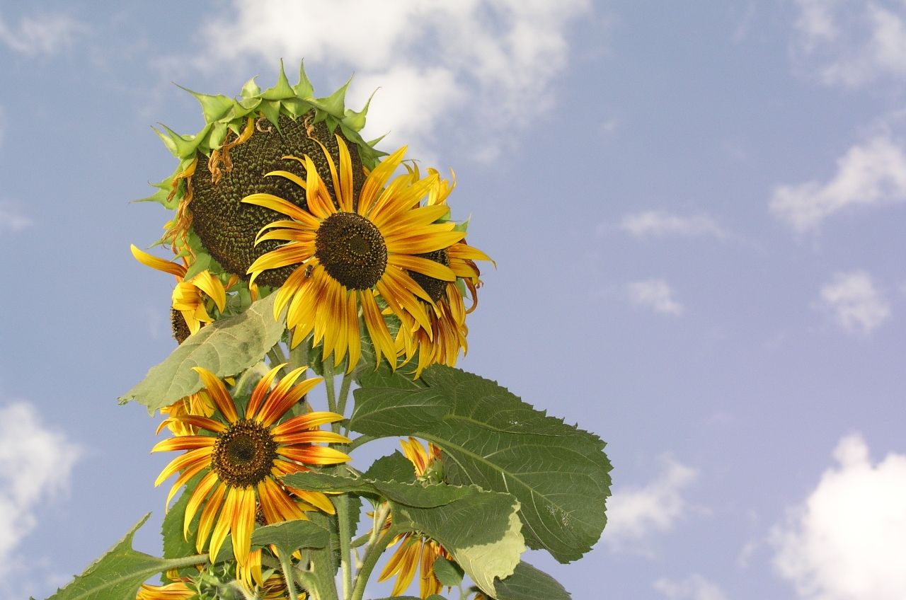 Helianthus annuus