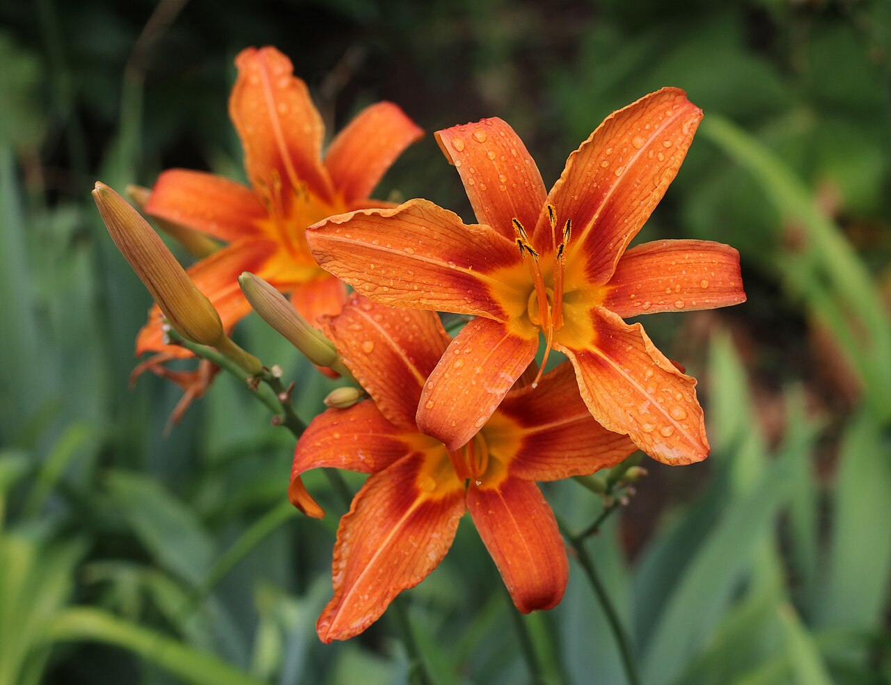 Hemerocallis fulva