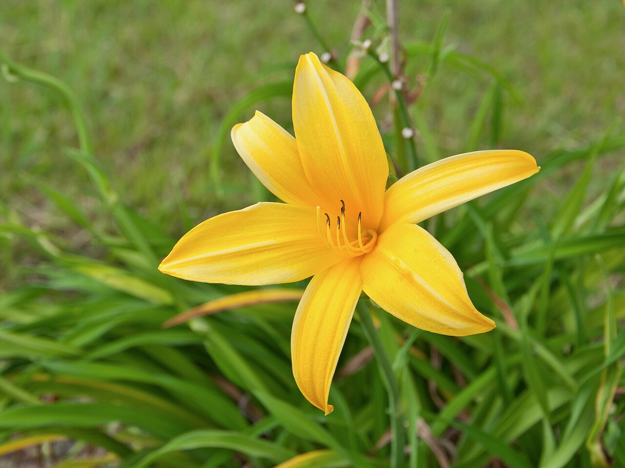 Hemerocallis lilioasphodelus