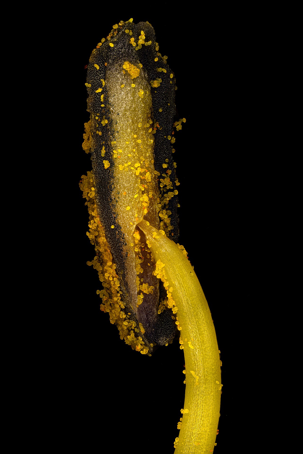 Hemerocallis lilioasphodelus