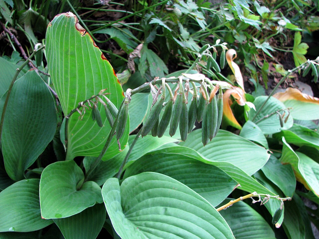 Hosta plantaginea