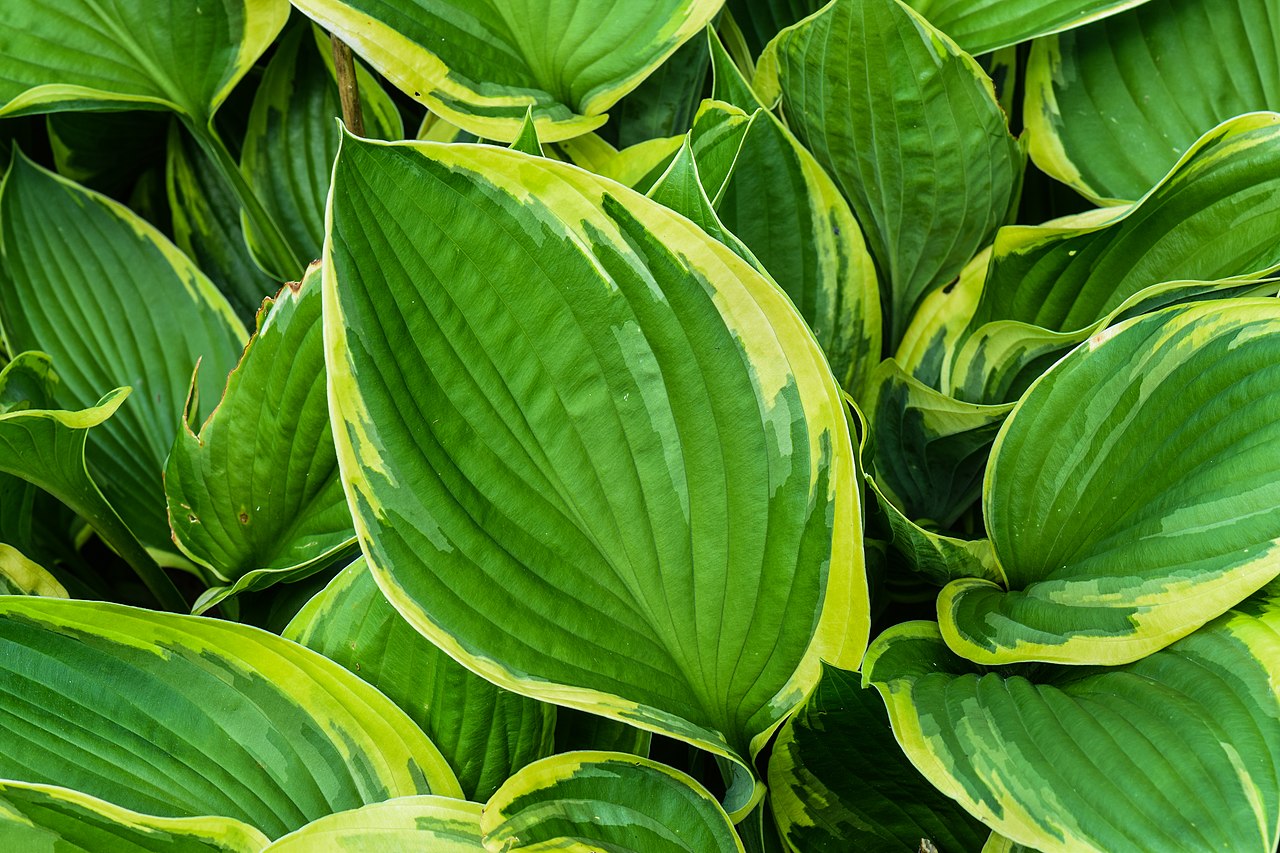 Hosta sieboldiana