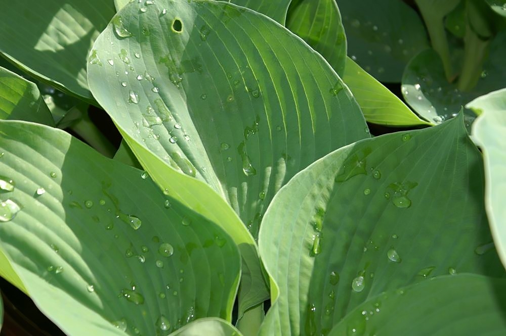 Hosta sieboldiana