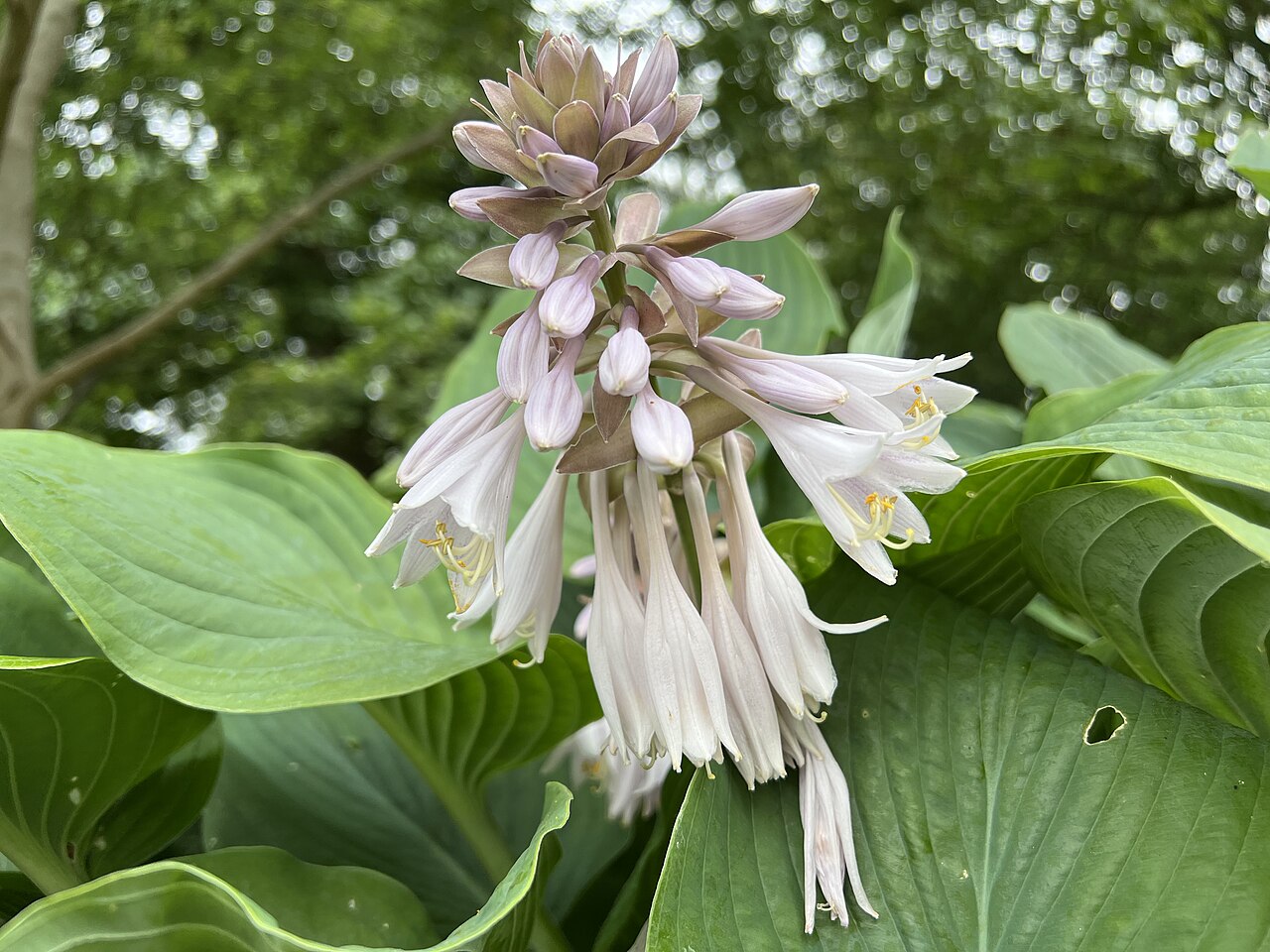 Hosta sieboldiana