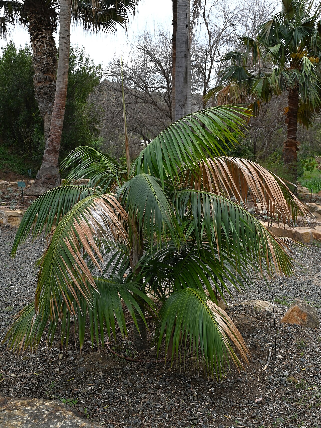 Howea forsteriana