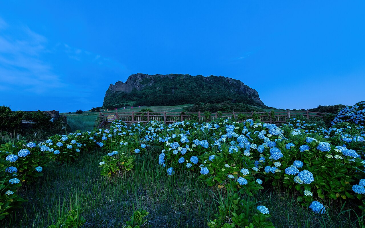 Hydrangea macrophylla