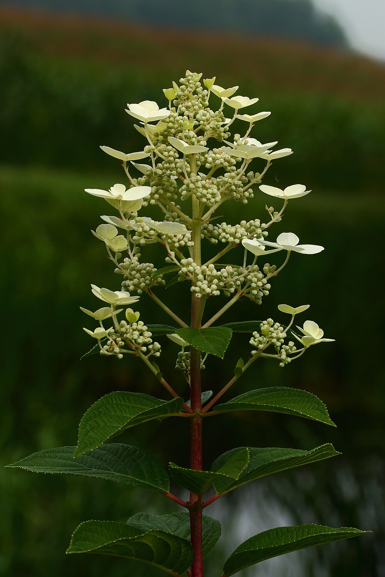 Hydrangea paniculata
