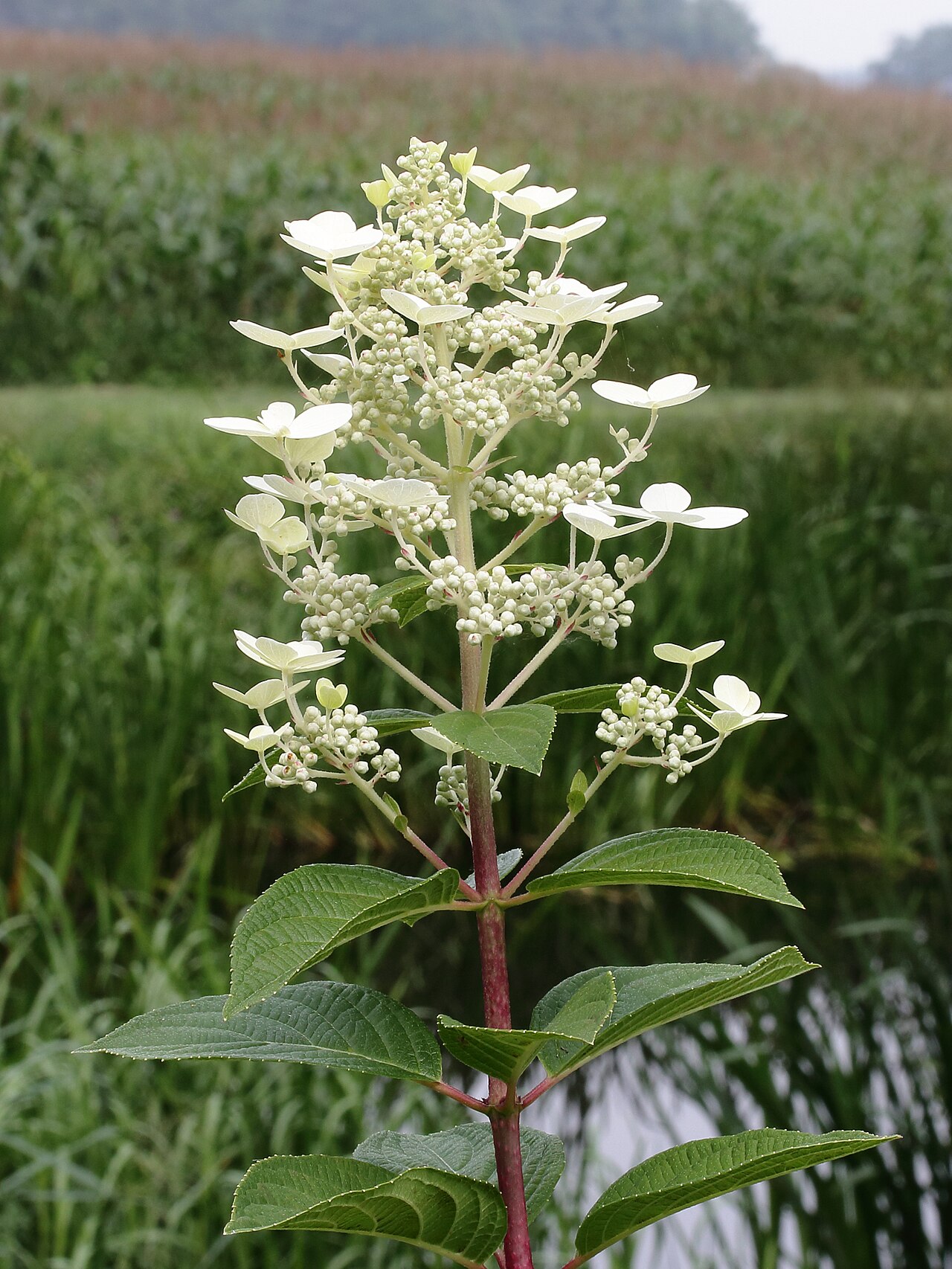 Hydrangea paniculata