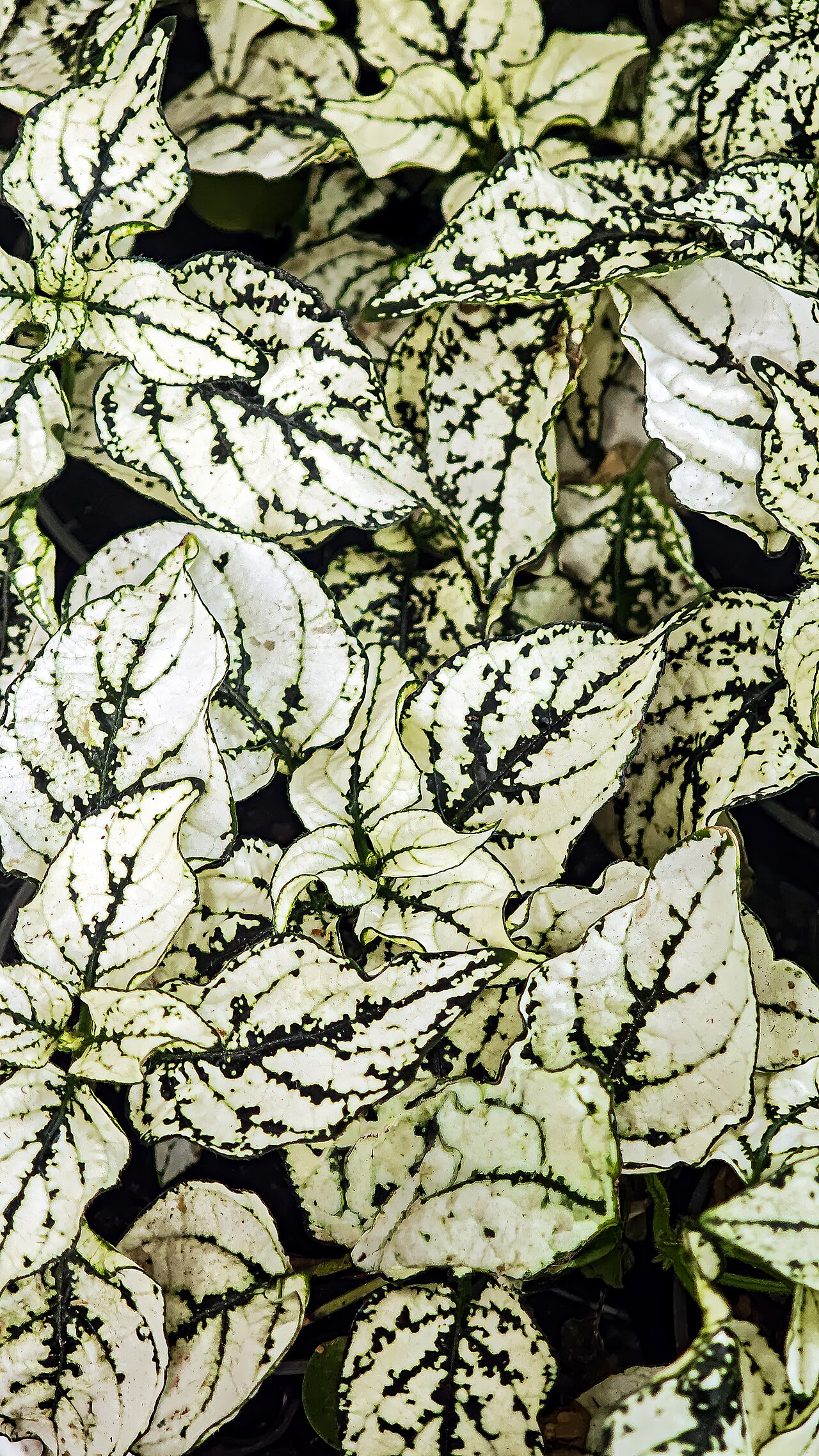 Hypoestes phyllostachya