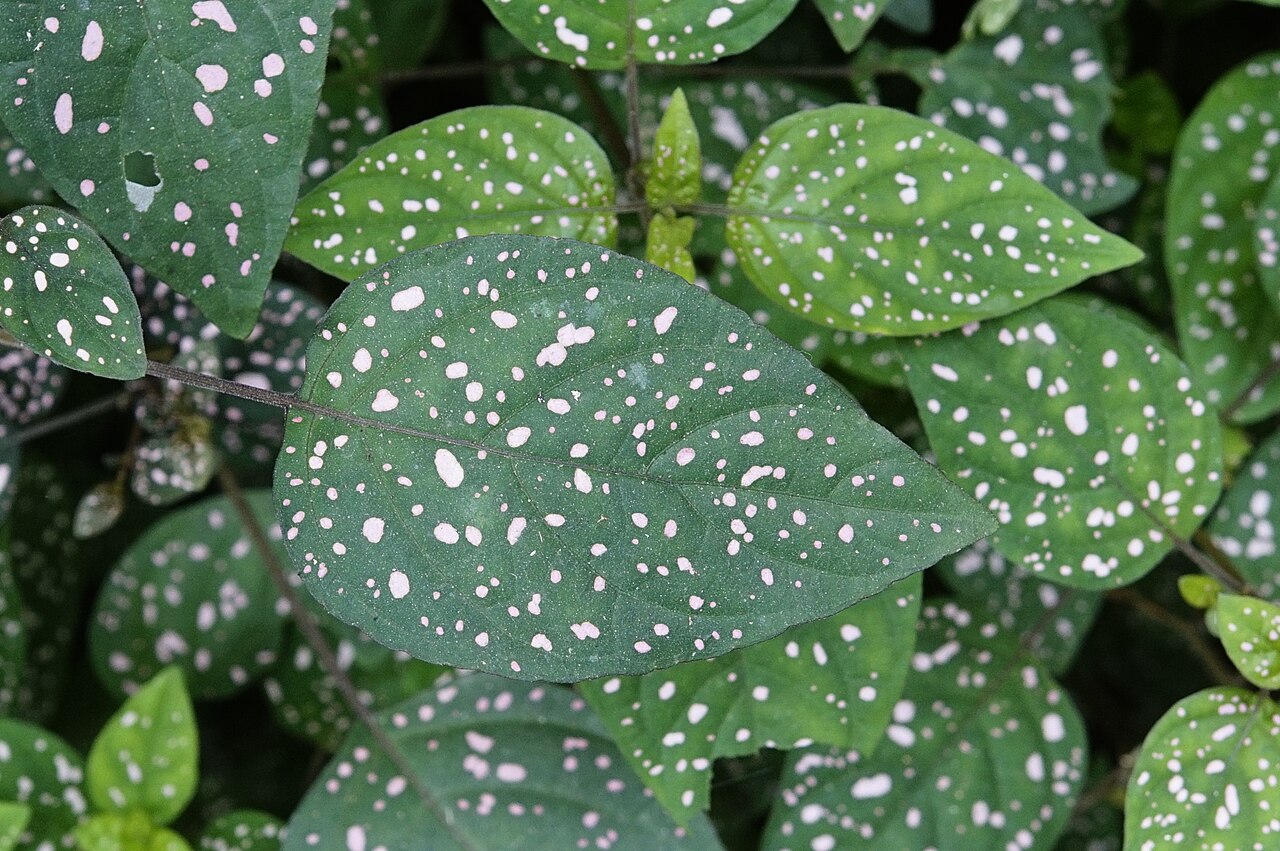 Hypoestes phyllostachya