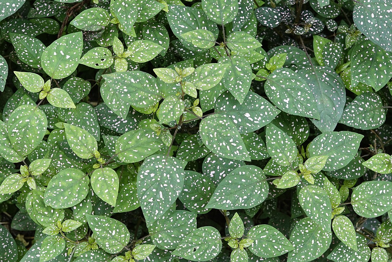 Hypoestes phyllostachya