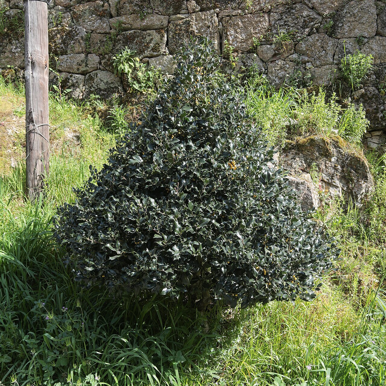 Ilex aquifolium