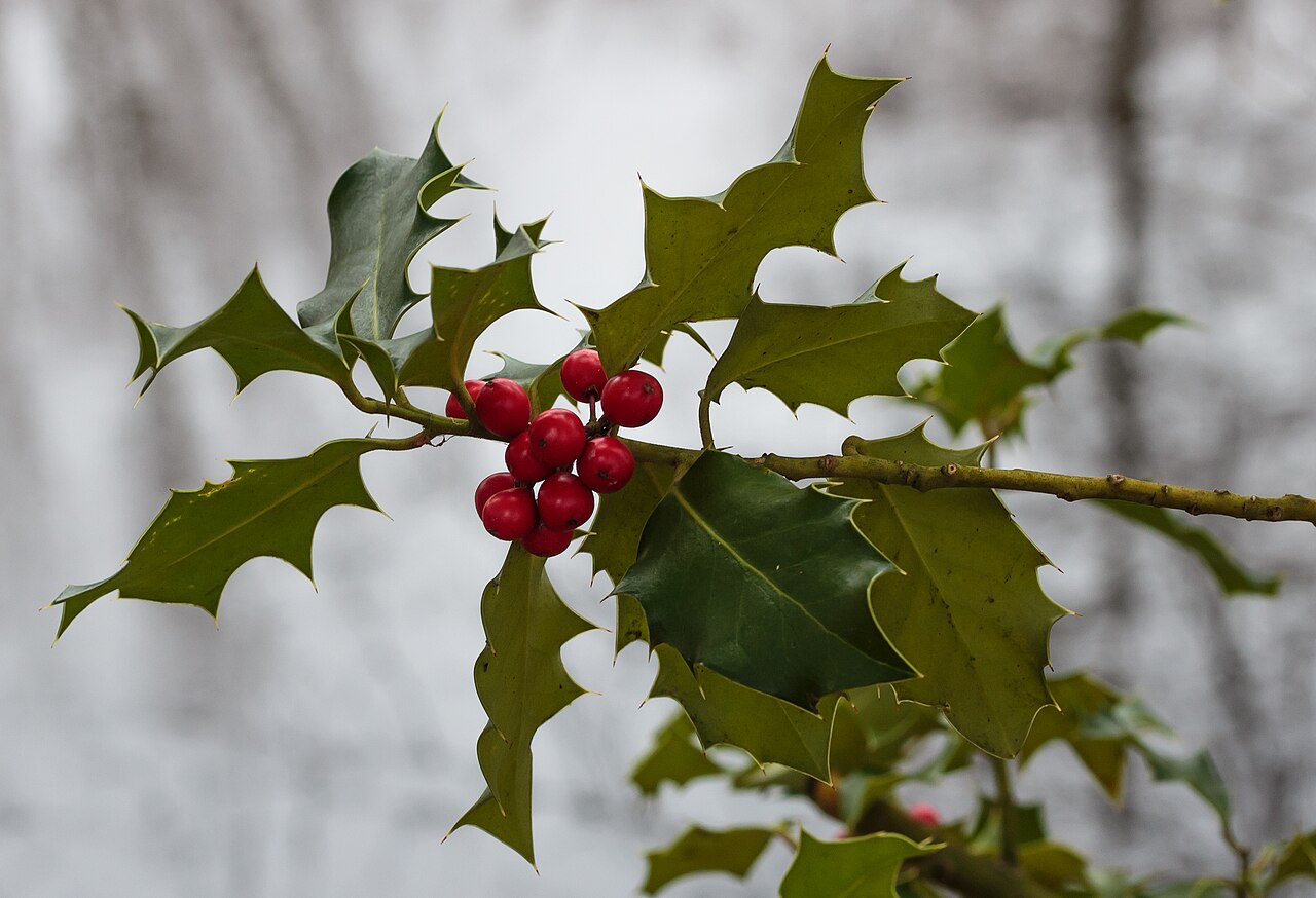Ilex aquifolium