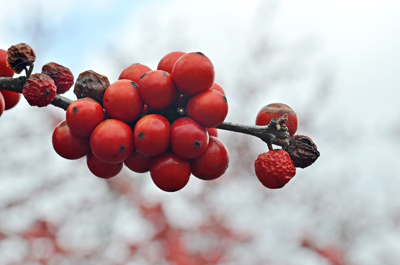Ilex verticillata