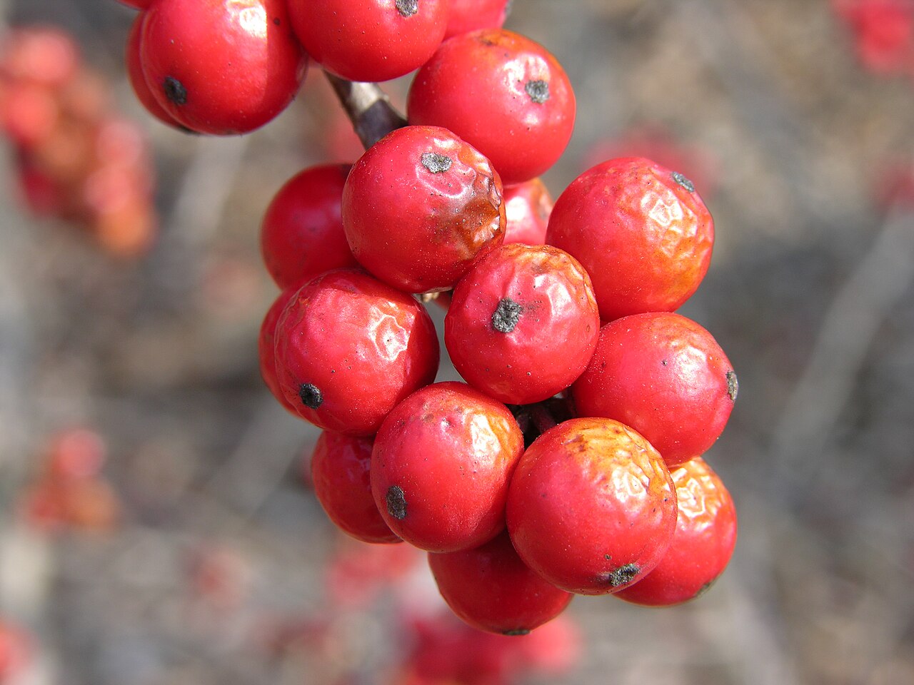 Ilex verticillata