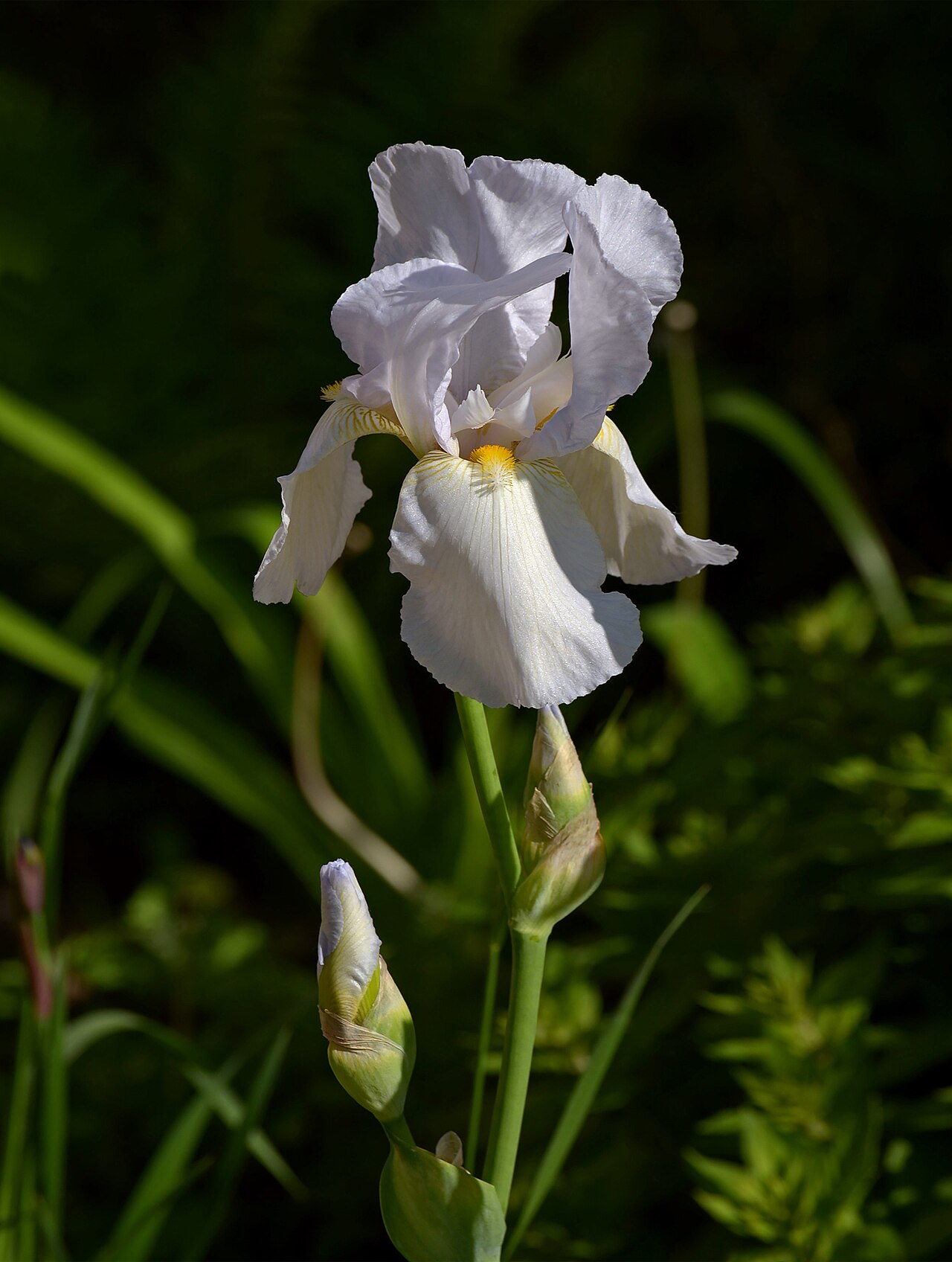 Iris germanica