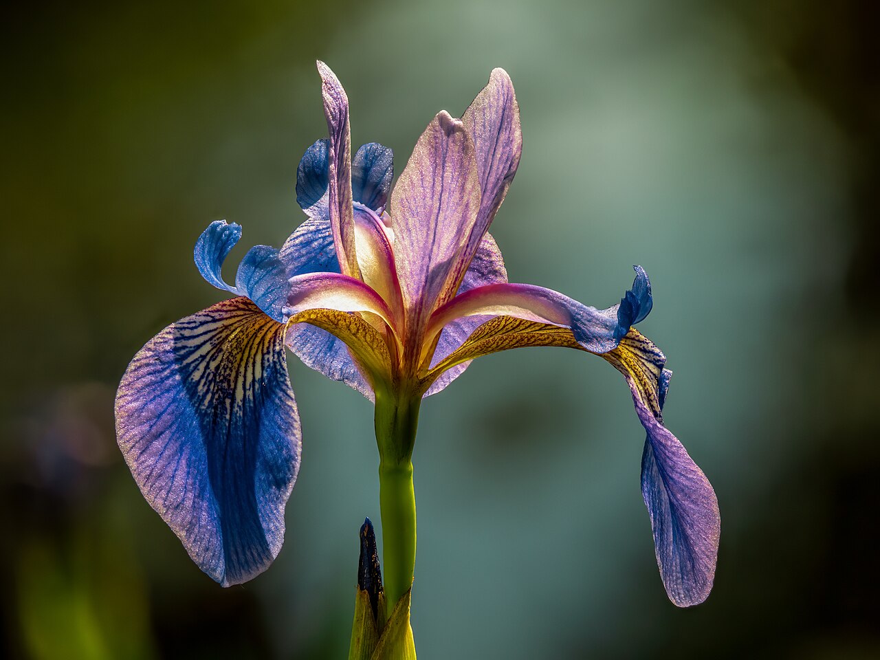 Iris sibirica