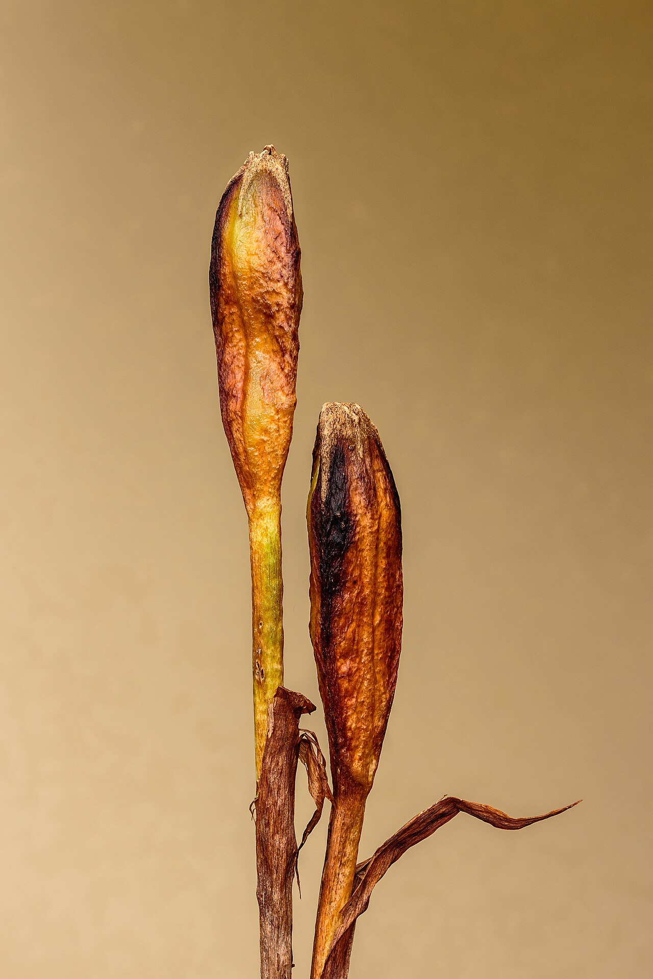 Iris sibirica