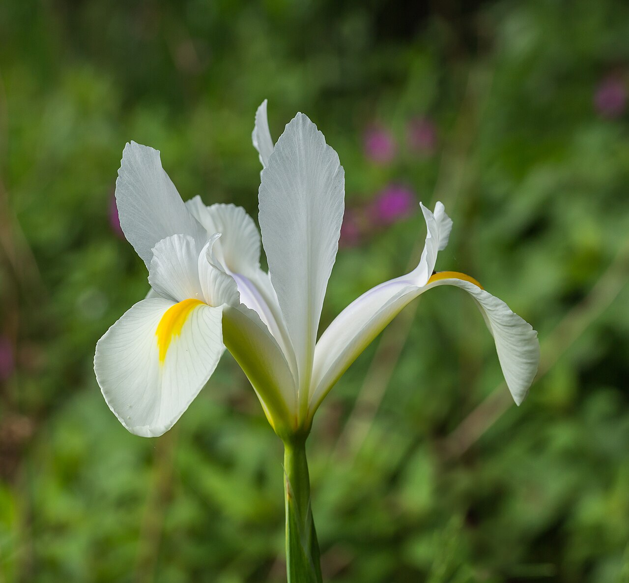 Iris sibirica