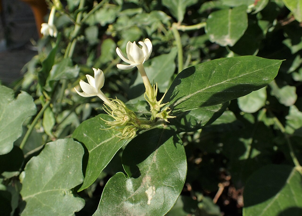 Jasminum sambac