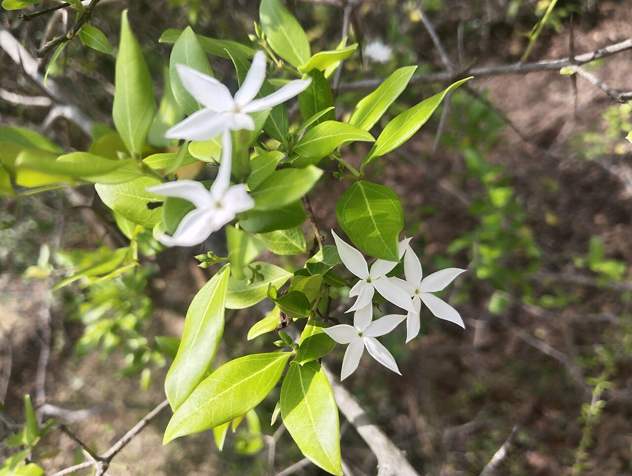 Jasminum sambac