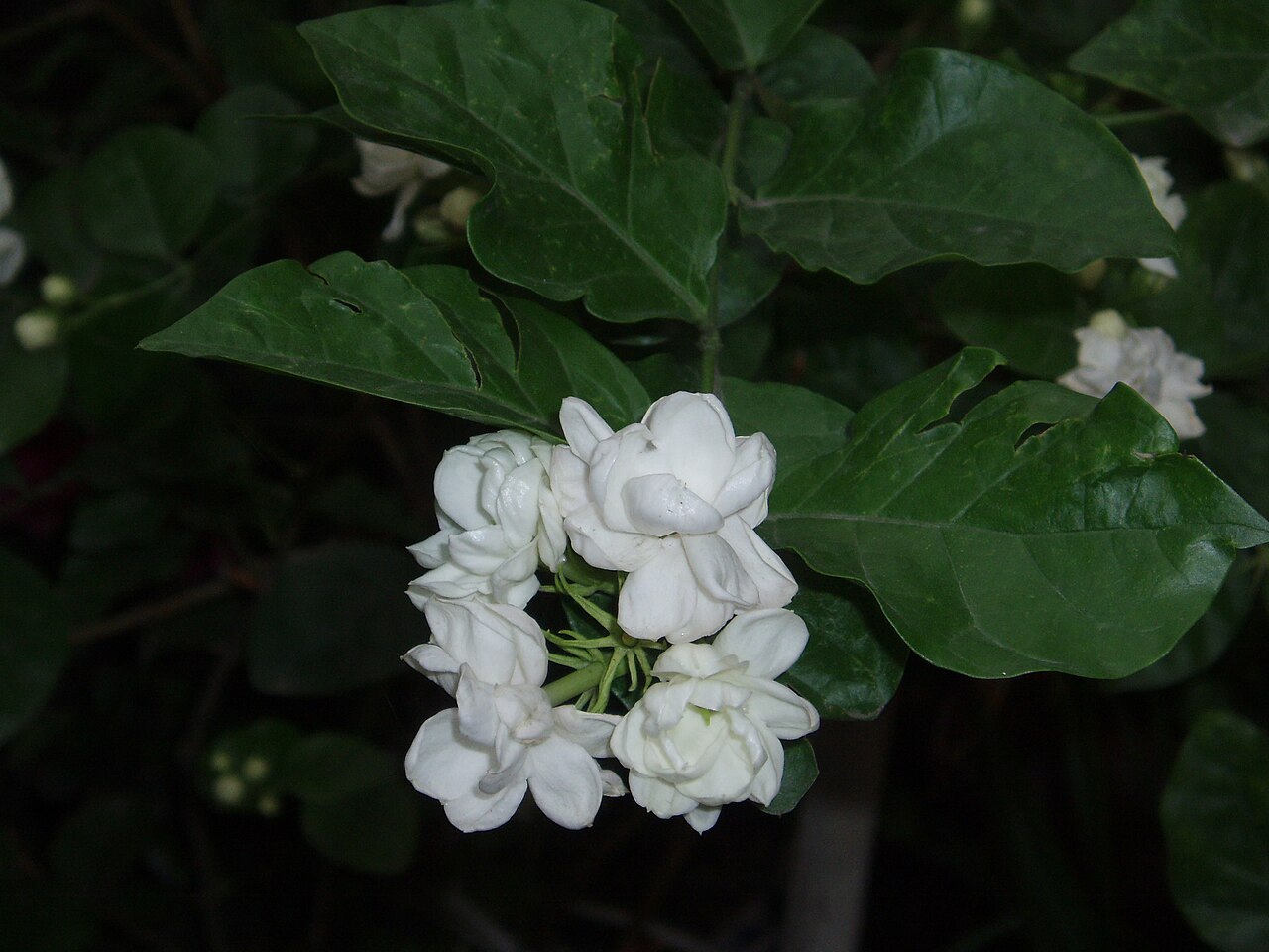 Jasminum sambac