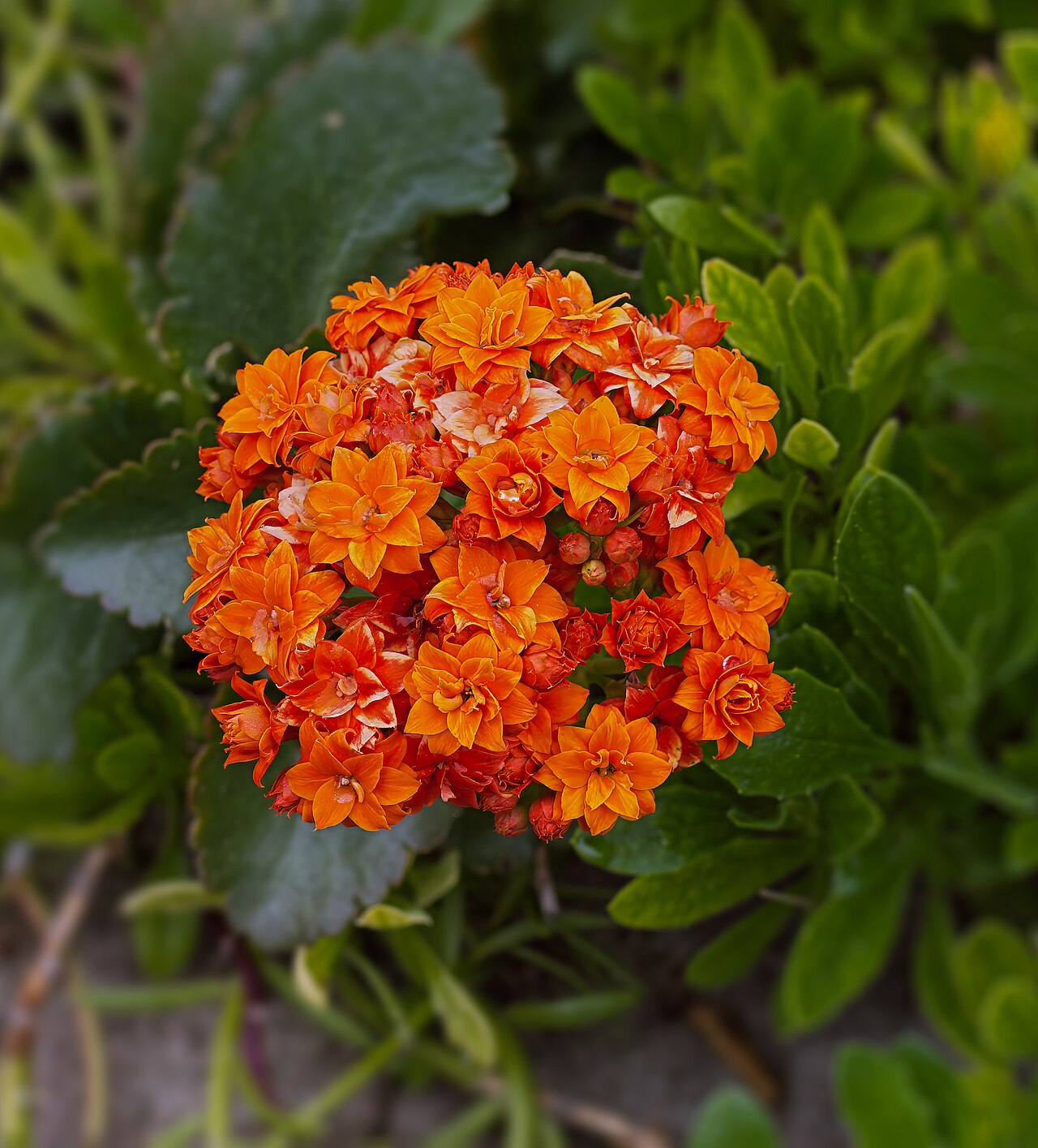 Kalanchoe blossfeldiana