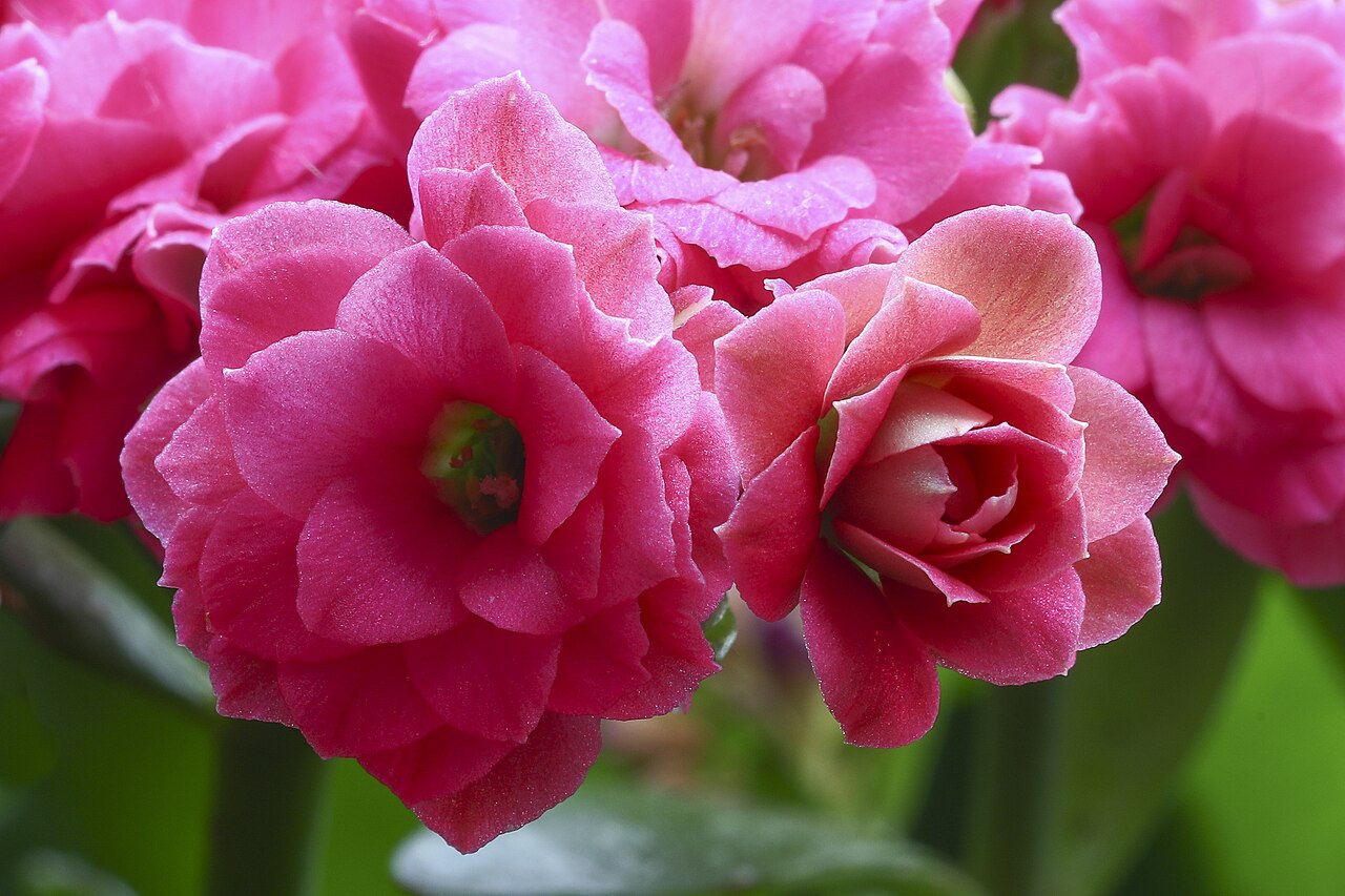 Kalanchoe blossfeldiana