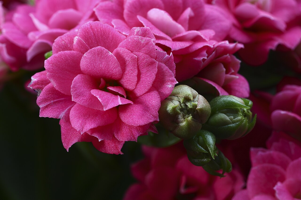 Kalanchoe blossfeldiana