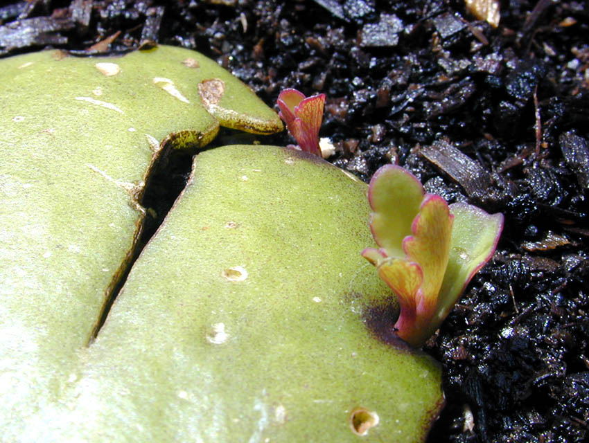 Kalanchoe pinnata