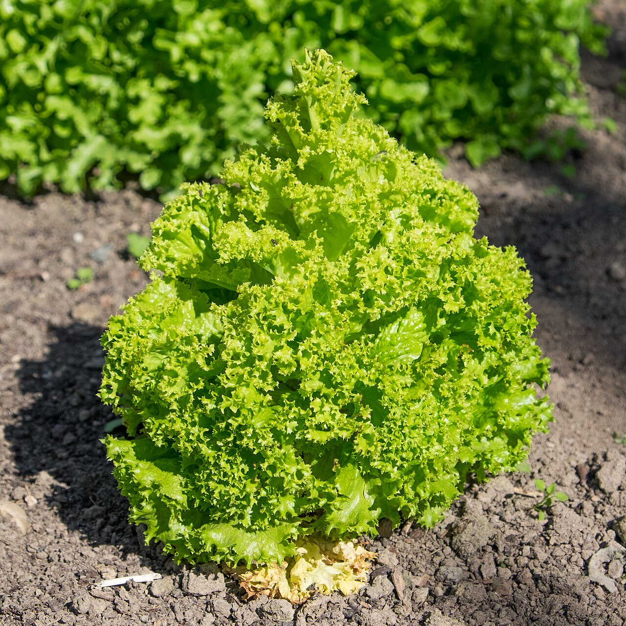 Lactuca sativa