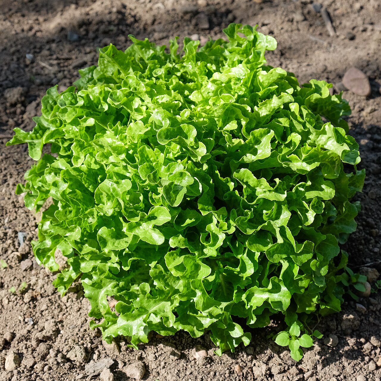 Lactuca sativa