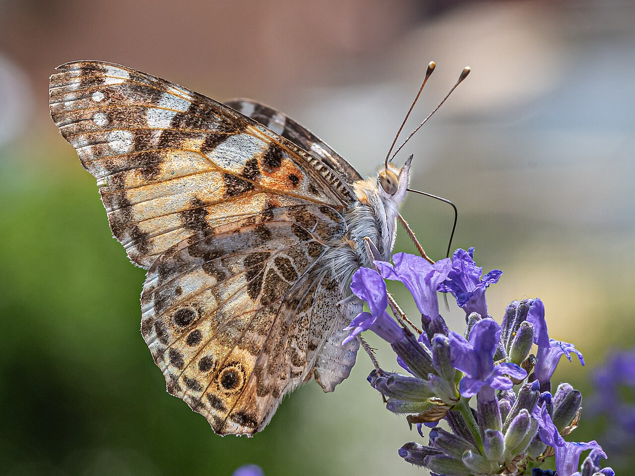 Lavandula angustifolia