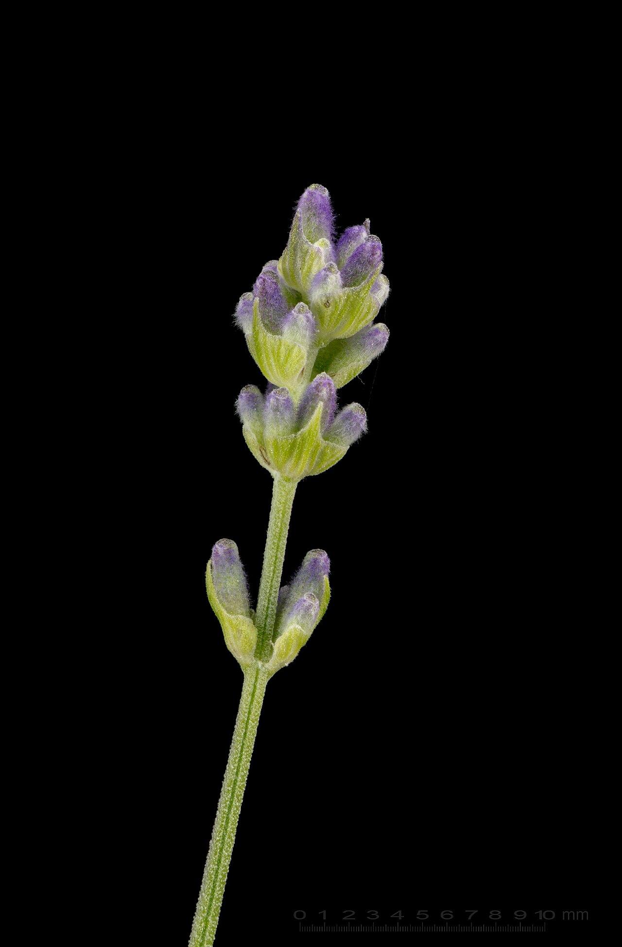 Lavandula angustifolia