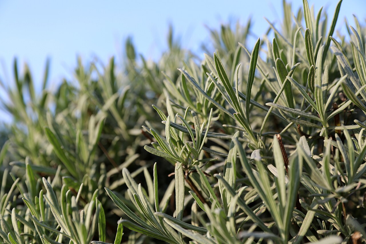 Lavandula angustifolia