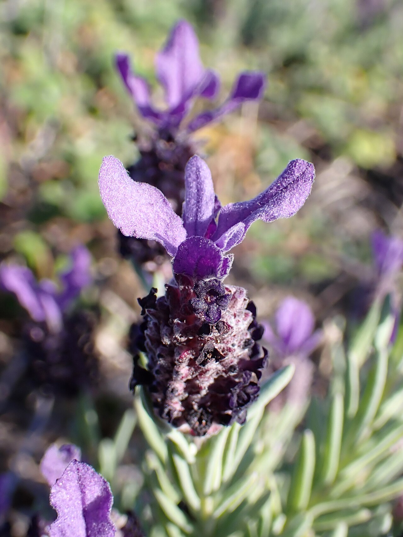 Lavandula stoechas