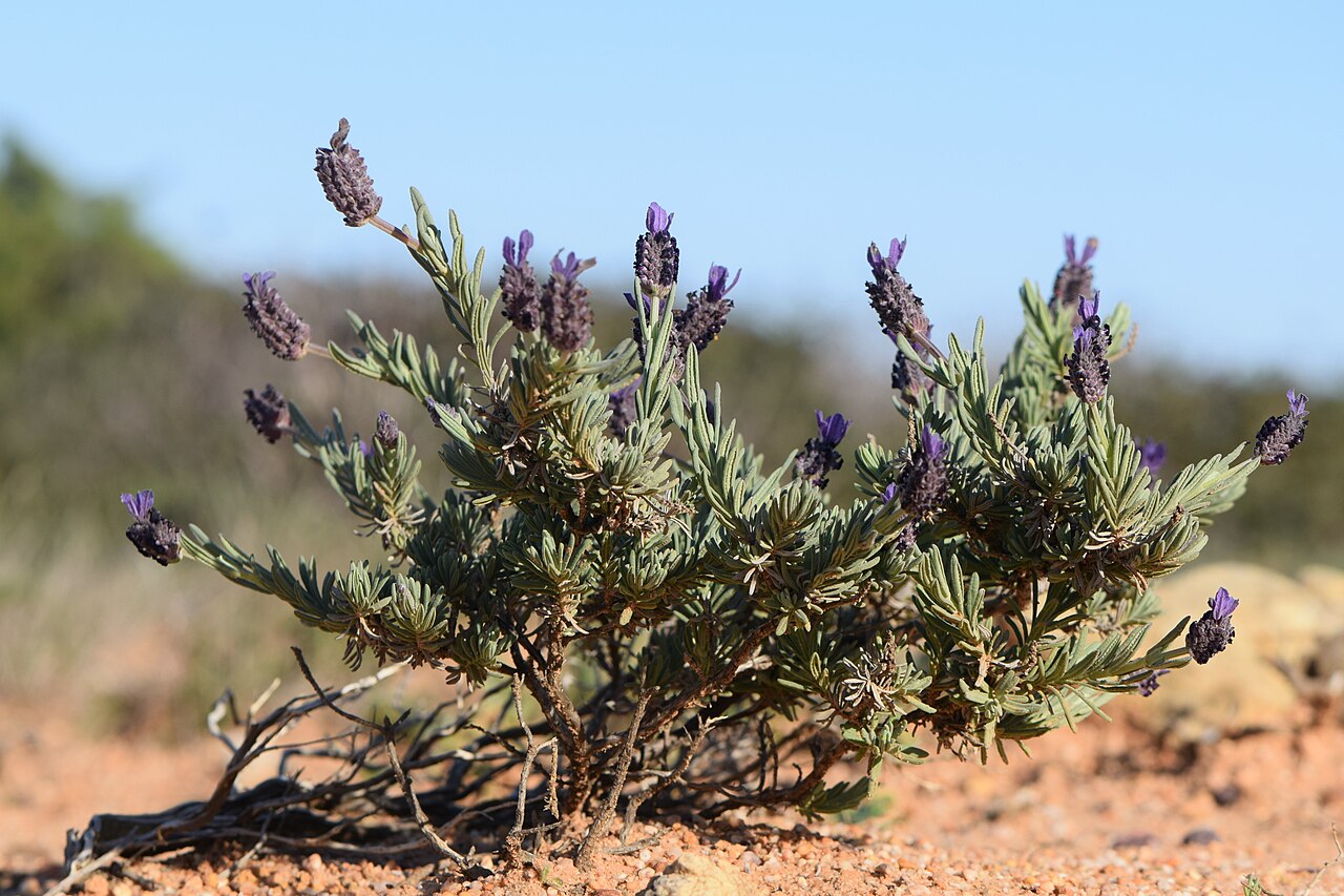 Lavandula stoechas