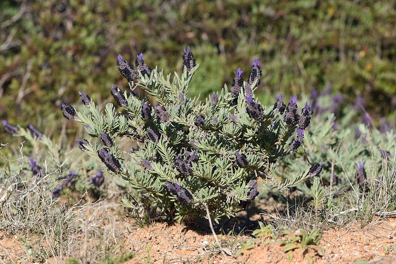 Lavandula stoechas