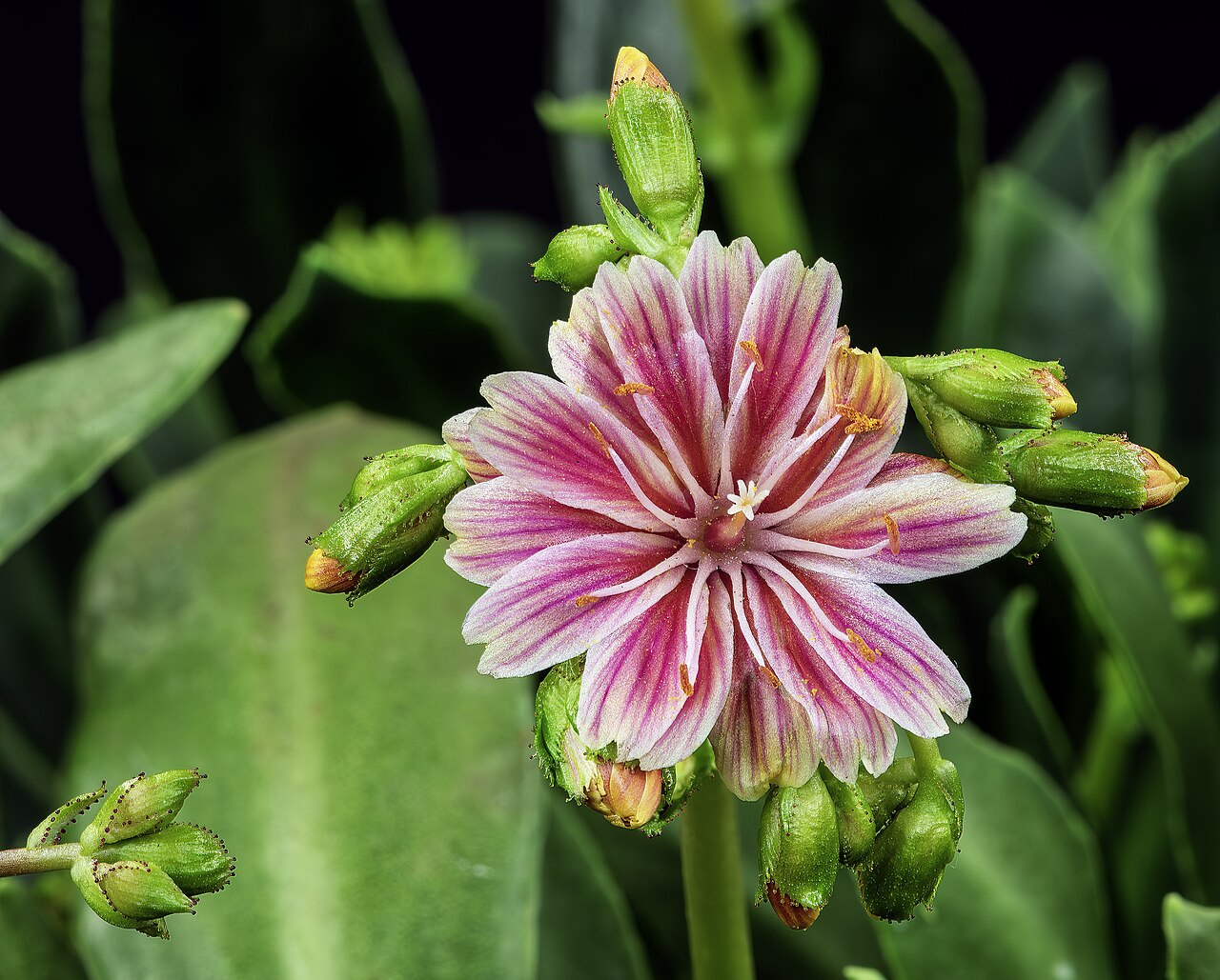 Lewisia cotyledon