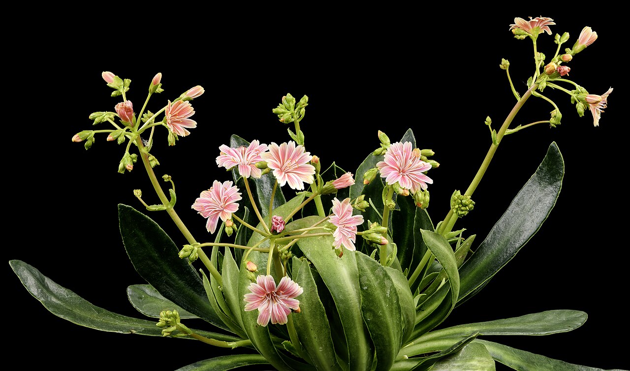 Lewisia cotyledon