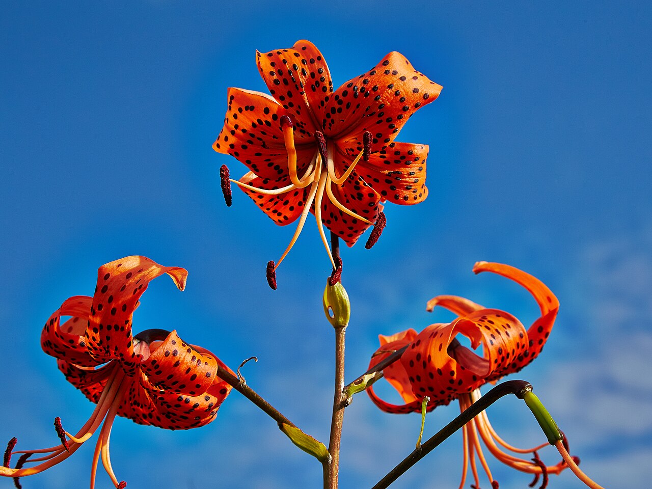 Lilium lancifolium