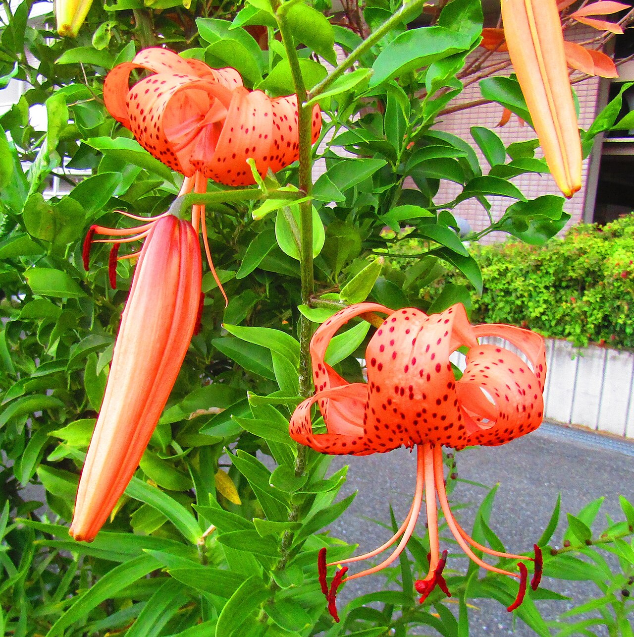 Lilium lancifolium