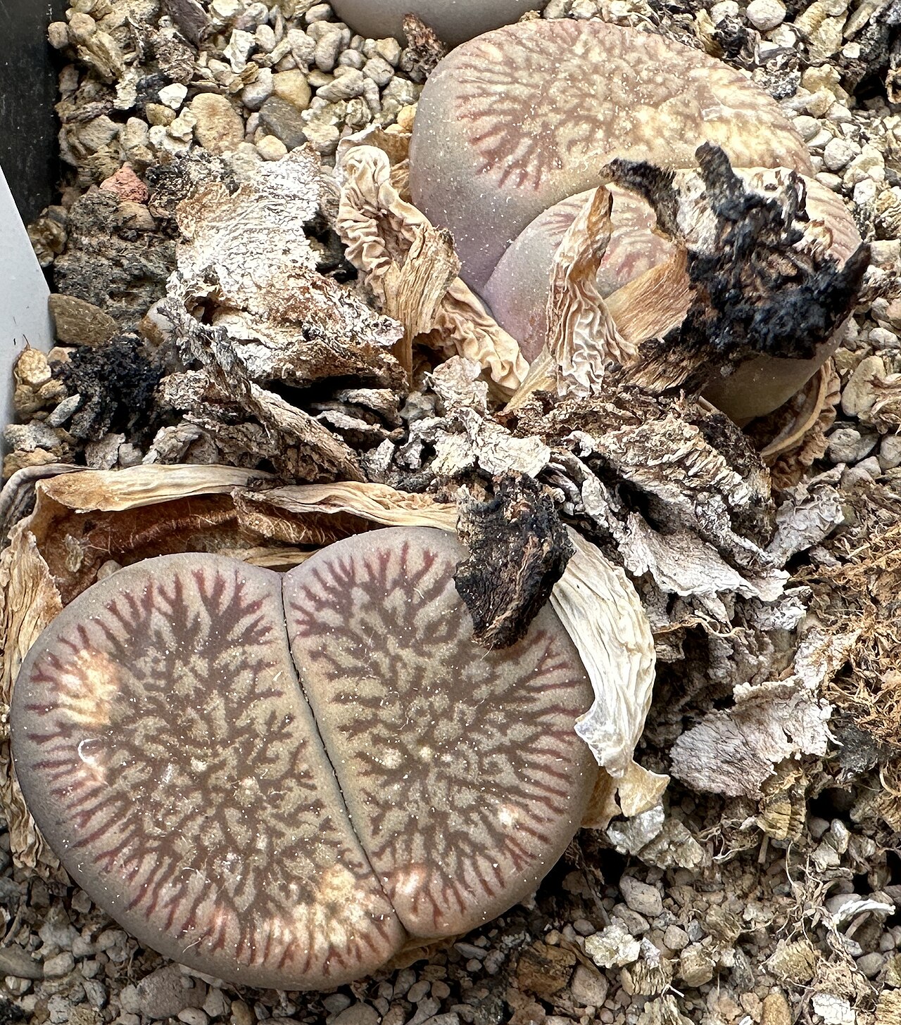 Lithops aucampiae