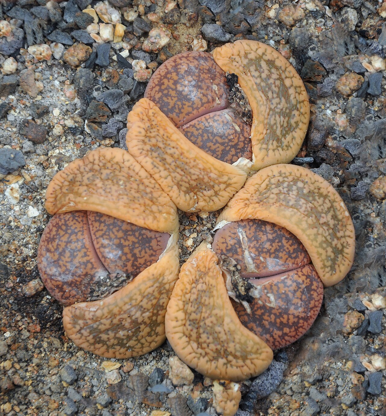 Lithops aucampiae