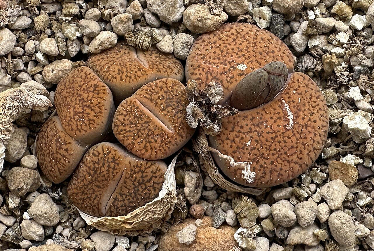 Lithops lesliei
