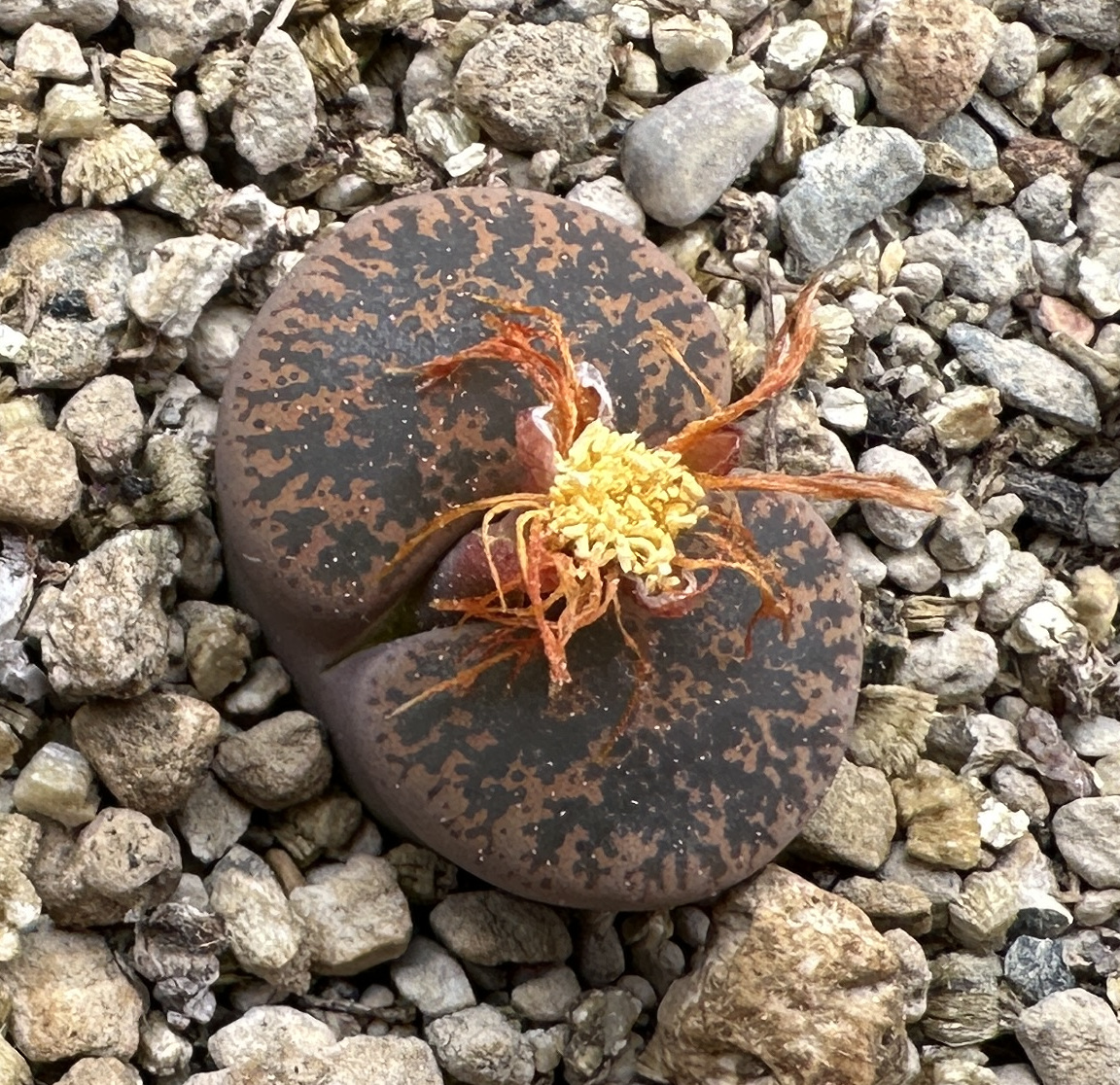 Lithops lesliei