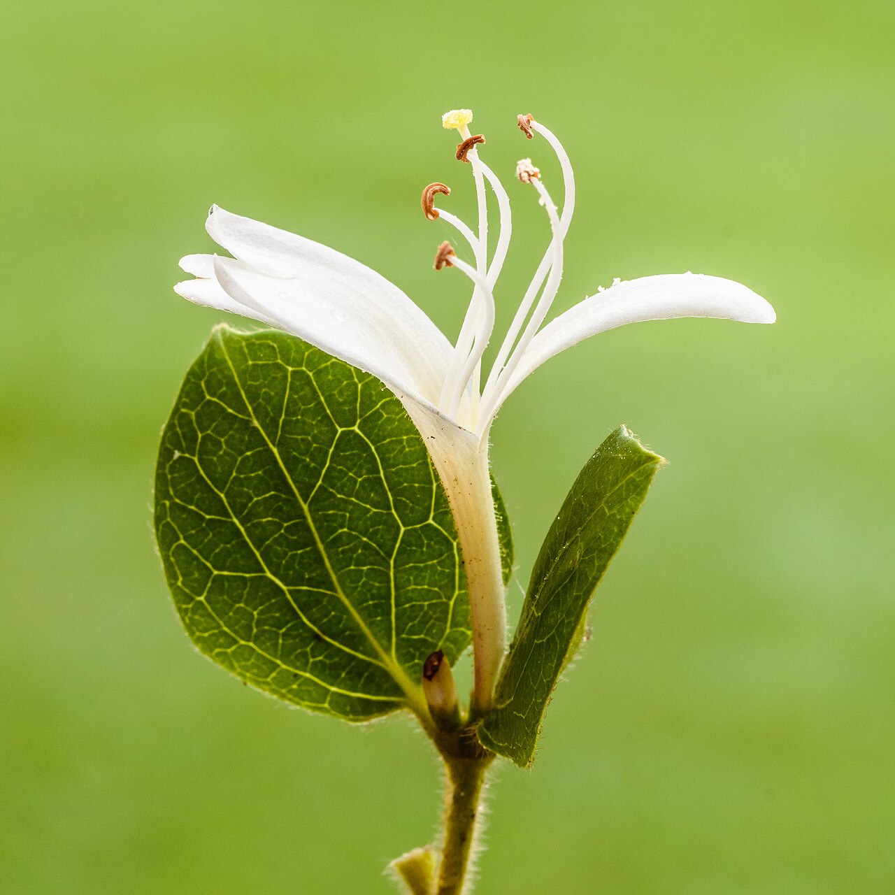 Lonicera japonica