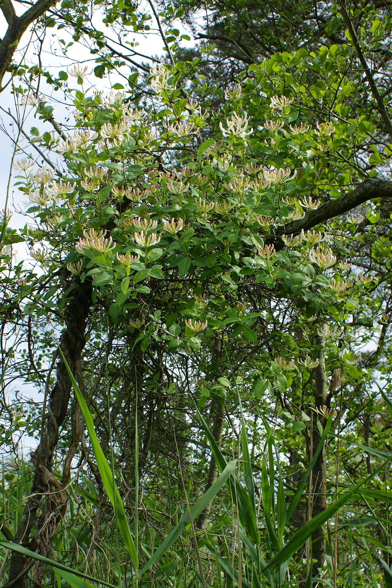 Lonicera periclymenum
