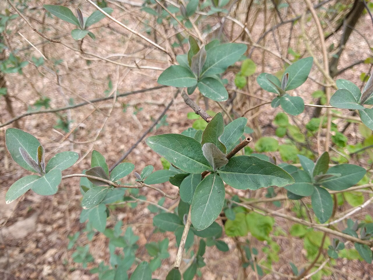 Lonicera periclymenum